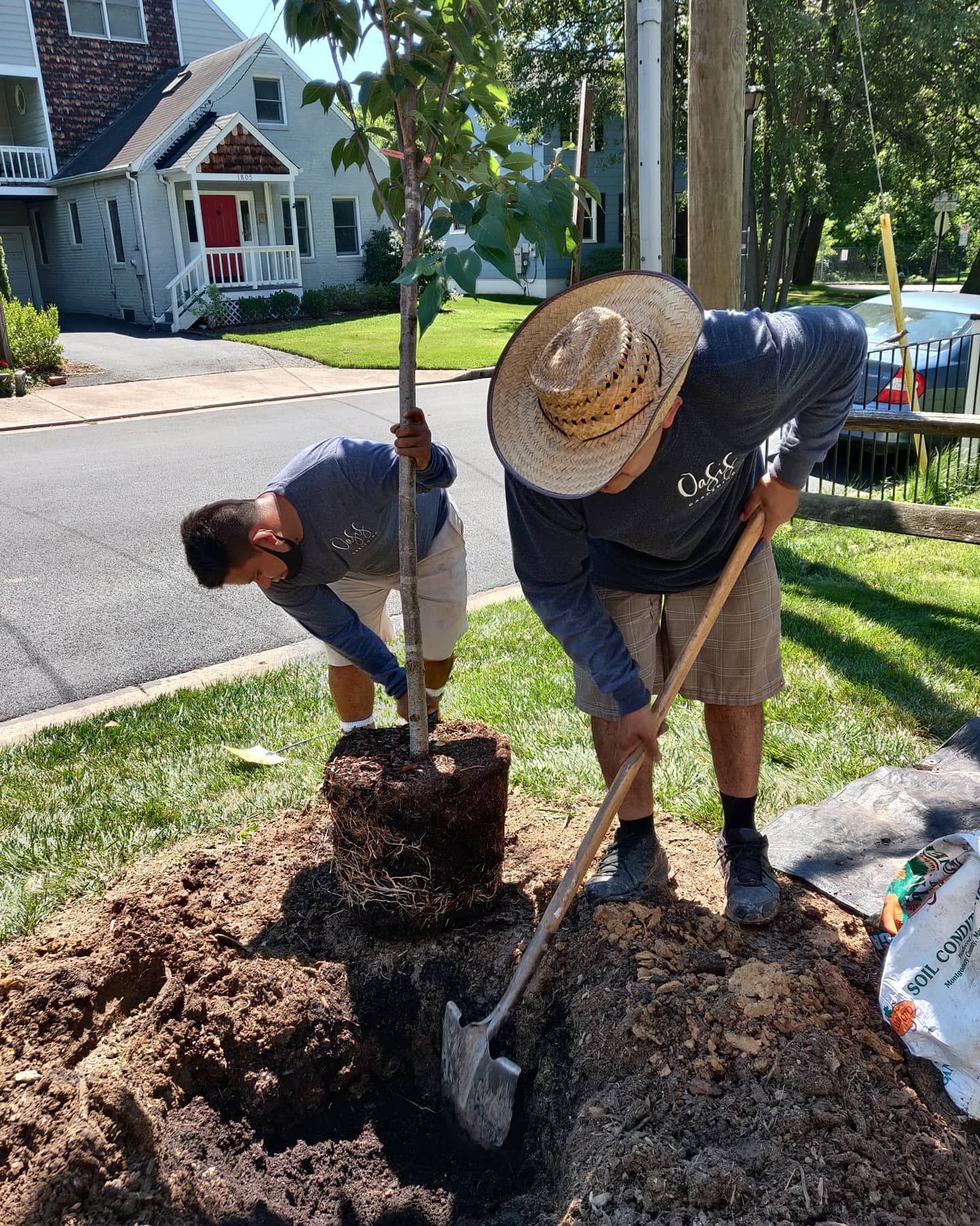 Two people in long-sleeved shirts and shorts plant a young tree in a grassy residential area.