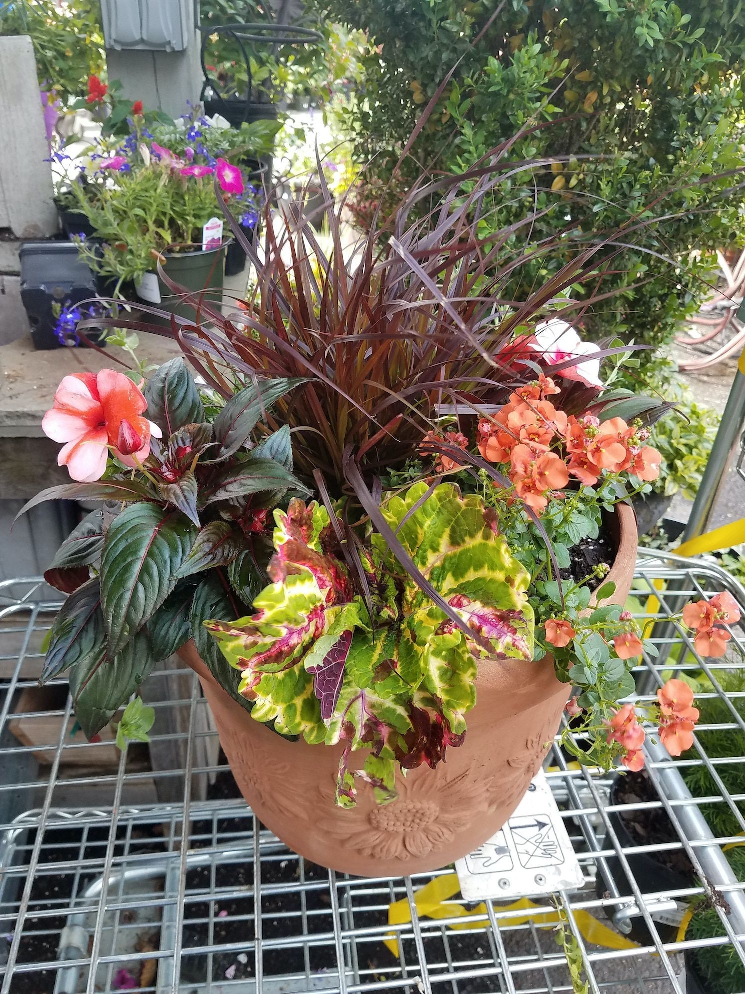 A terracotta pot overflowing with vibrant orange begonias, multicolored coleus.