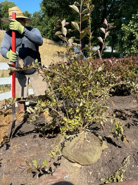 A person in a hat and gloves uses a shovel to plant a shrub with a burlap-wrapped root ball in an outdoor garden.