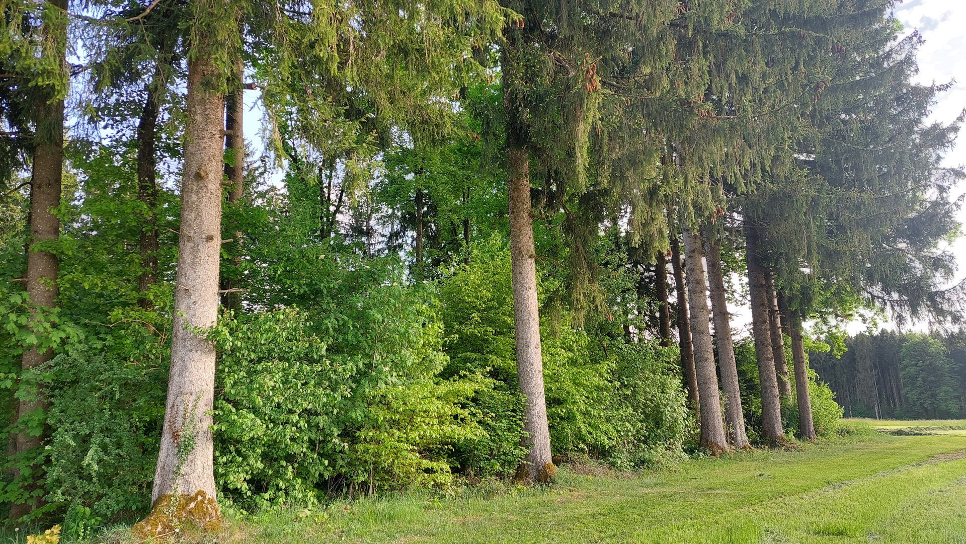 Sechs Stöcke unterschiedlicher Länge und Farbe auf grünem Gras.