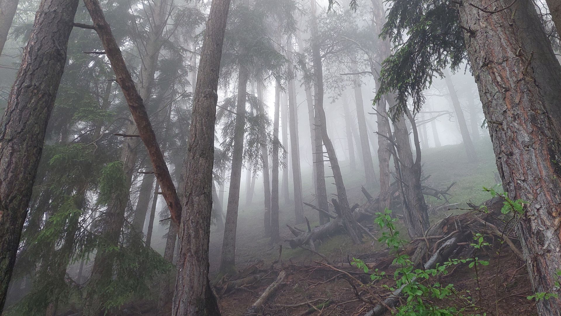 mystischer Wald im Nebel, stimmungsvolles Naturbild, symbolisch für Natur erleben und die Verbindung zu Wildnispädagogik