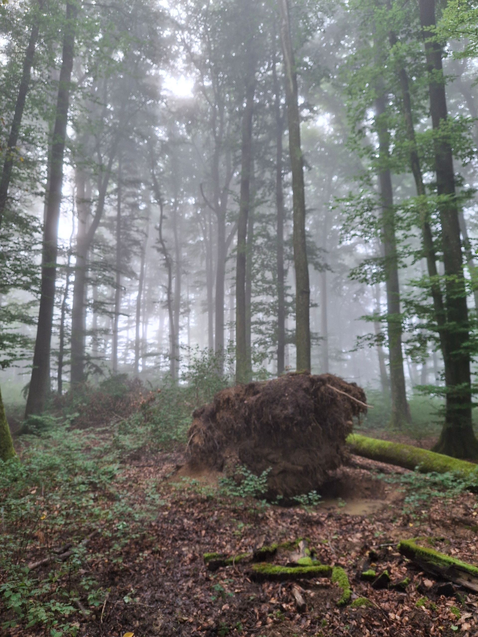 Ein umgestürzter Baum mit freiliegenden Wurzeln in einem nebligen Wald. Hohe Bäume ragen empor, die Sonne ist kaum zu sehen.