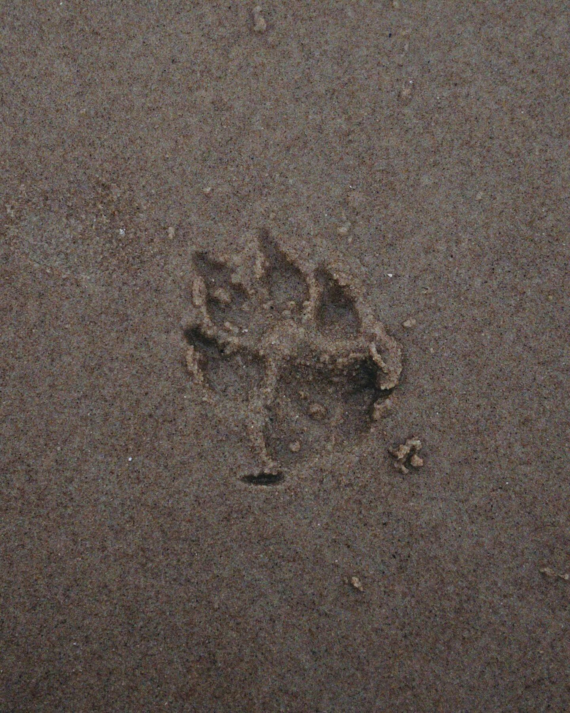 Fußspuren im schlammigen Gelände nahe eines Baches, im Hintergrund Felsen und Bäume.