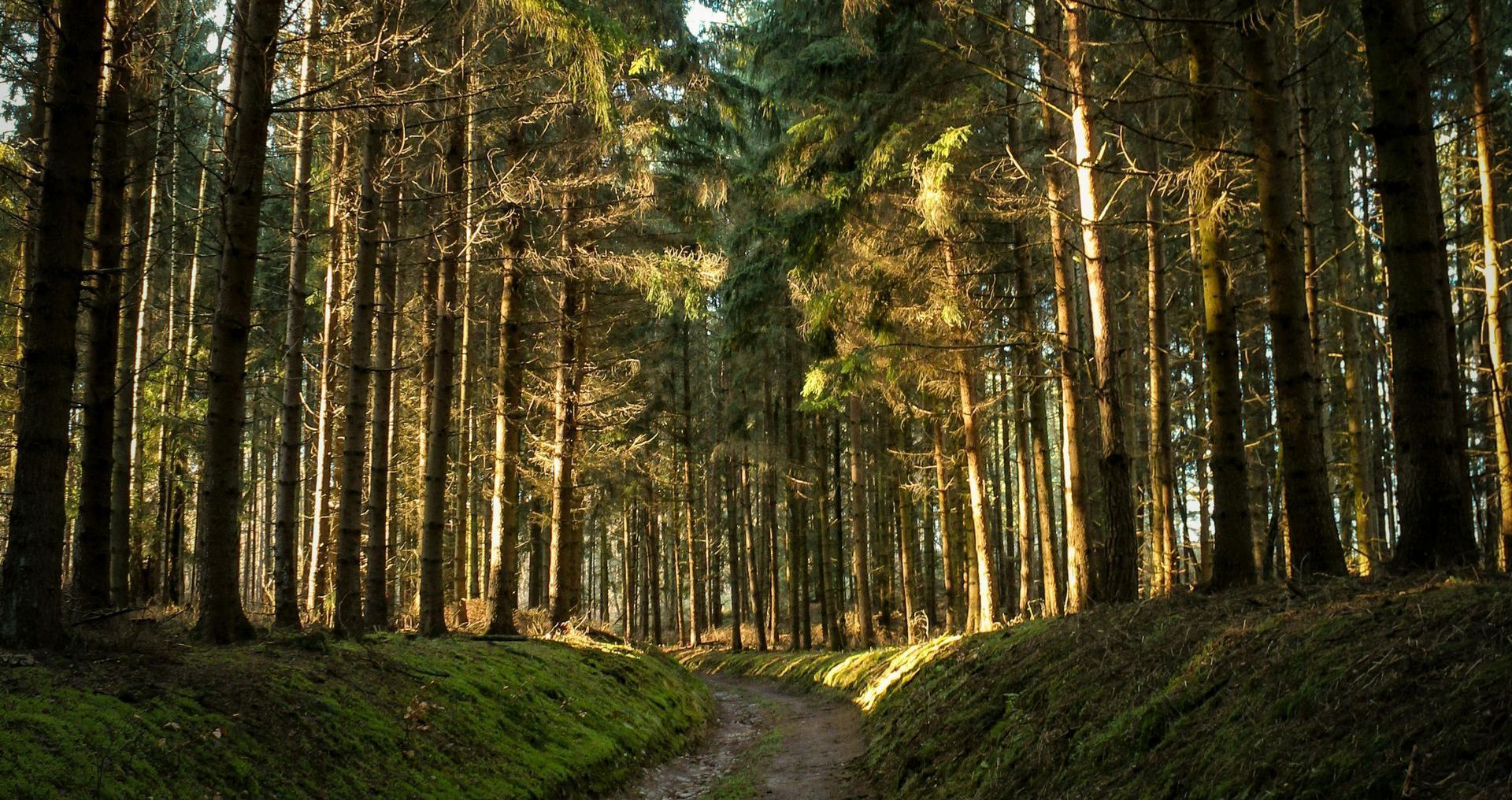 Von Sonnenlicht durchfluteter Wald mit einem zentralen Waldweg, ideal für Personal Training und Gruppen-Outdoor-Fitness
