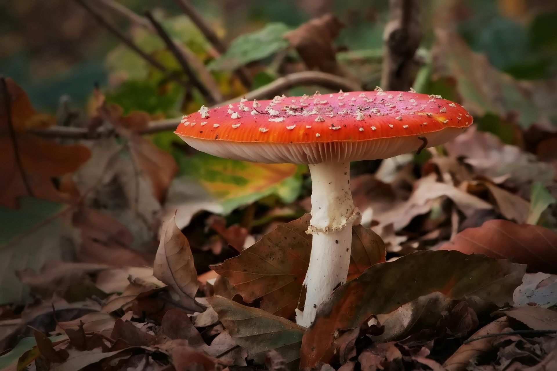 Ein rot-weiß gefleckter Pilz wächst in einem Bett aus braunem Laub.