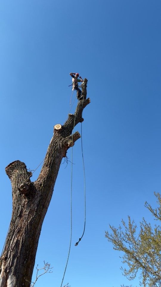 A person in safety gear works at the very top of a tall, leafless tree against a clear blue sky.