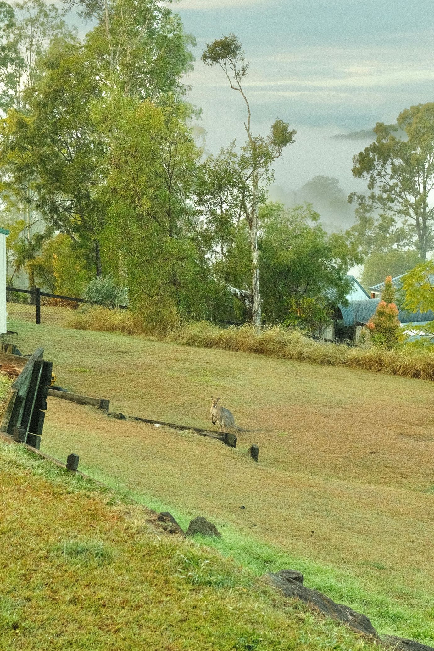 A kangaroo at Scenic Rim