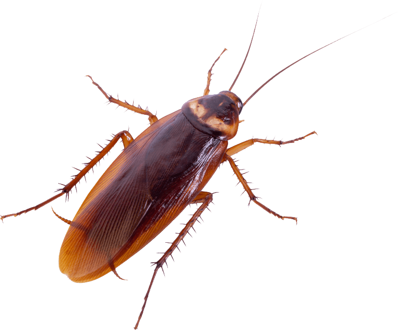 Accomplish Pest Control, Sacramento County CA, Sacramento CA, Rio Linda CA, Antelope CA, Citrus Heights CA, Carmichael CA, Arden-Arcade CA, Rancho Cordova CA, Wilton CA, Lemon Hill CA, Florin CA, Vineyard CA, Fair Oaks CA, Gold River CA, Orangevale CA, Folsom CA, Placer County CA, Roseville CA, Rocklin CA, Loomis CA, Auburn CA, Granite Bay CA, Pest Control service, Pest Control Near Me, Pest Control Company, Pest Control Company Near Me, Local Pest Control, Best Pest Control Service, Pet Safe Pest Services, Kid Safe Pest Services, Emergency Pest Control, Emergency Pest Control Near Me, Integrated Pest Management, Home Pest Control Service, General Pest Inspection, Residential Pest Control, Commercial Pest Control, Hotel Pest Control, Restaurant Pest Control, Office Pest Control, Ant Extermination, Ant Pest Control, Bed Bug Extermination, Bed Bug Pest Control, Bee Extermination, Bee Pest Control, Carpet Beetle Extermination, Carpet Beetle Pest Control, Cockroach Extermination, Cockroach Pest Control, Cricket Extermination, Cricket Pest Control, Flea & Mite Extermination, Flea & Mite Pest Control, Hornet & Wasp Extermination, Hornet & wasp Pest Control, Mosquito Extermination, Mosquito Pest Control, Rodent Extermination, Rodent Pest Control, Rat Extermination, Rat pest Control, Silverfish Extermination, Silverfish Pest Control, Spider Extermination, Spider Pest Control, Wasps, Water Bug Pest Control, Outside Roach Pest Control, Oriental Roach Pest Control, Turkestan Roach Pest Control, Monthly Pest Maintenance Plans, Bi-monthly Pest Maintenance Plans, Quarterly Pest Maintenance Plans, Yearly Pest Maintenance Plans