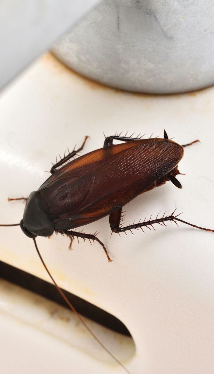 Accomplish Pest Control, Sacramento County CA, Sacramento CA, Rio Linda CA, Antelope CA, Citrus Heights CA, Carmichael CA, Arden-Arcade CA, Rancho Cordova CA, Wilton CA, Lemon Hill CA, Florin CA, Vineyard CA, Fair Oaks CA, Gold River CA, Orangevale CA, Folsom CA, Placer County CA, Roseville CA, Rocklin CA, Loomis CA, Auburn CA, Granite Bay CA, Pest Control service, Pest Control Near Me, Pest Control Company, Pest Control Company Near Me, Local Pest Control, Best Pest Control Service, Pet Safe Pest Services, Kid Safe Pest Services, Emergency Pest Control, Emergency Pest Control Near Me, Integrated Pest Management, Home Pest Control Service, General Pest Inspection, Residential Pest Control, Commercial Pest Control, Hotel Pest Control, Restaurant Pest Control, Office Pest Control, Ant Extermination, Ant Pest Control, Bed Bug Extermination, Bed Bug Pest Control, Bee Extermination, Bee Pest Control, Carpet Beetle Extermination, Carpet Beetle Pest Control, Cockroach Extermination, Cockroach Pest Control, Cricket Extermination, Cricket Pest Control, Flea & Mite Extermination, Flea & Mite Pest Control, Hornet & Wasp Extermination, Hornet & wasp Pest Control, Mosquito Extermination, Mosquito Pest Control, Rodent Extermination, Rodent Pest Control, Rat Extermination, Rat pest Control, Silverfish Extermination, Silverfish Pest Control, Spider Extermination, Spider Pest Control, Wasps, Water Bug Pest Control, Outside Roach Pest Control, Oriental Roach Pest Control, Turkestan Roach Pest Control, Monthly Pest Maintenance Plans, Bi-monthly Pest Maintenance Plans, Quarterly Pest Maintenance Plans, Yearly Pest Maintenance Plans