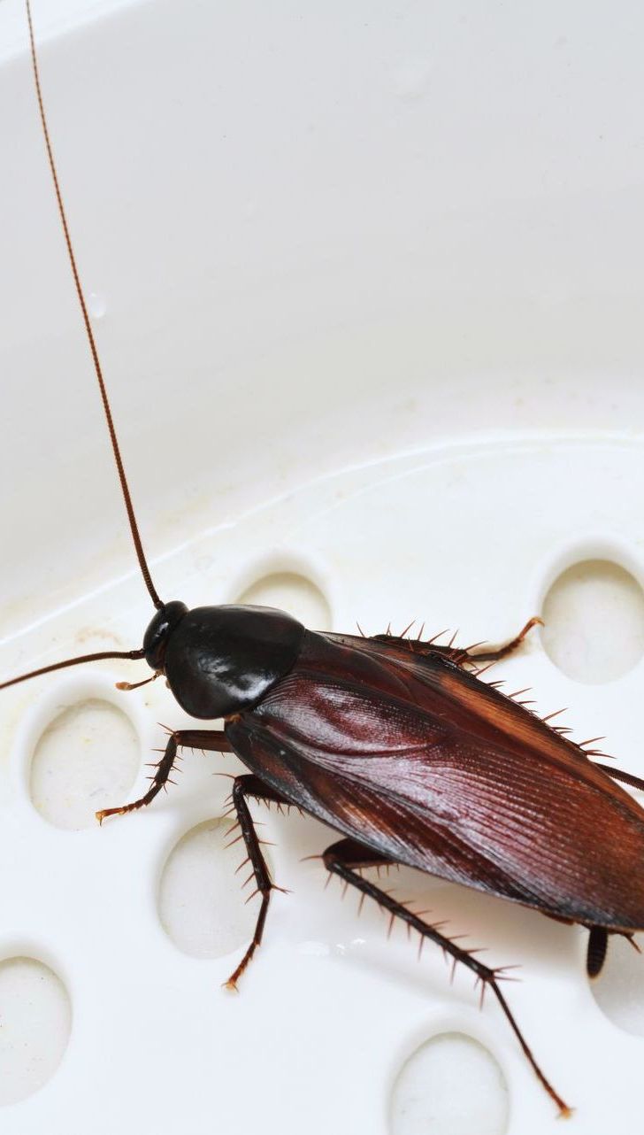 Accomplish Pest Control, Sacramento County CA, Sacramento CA, Rio Linda CA, Antelope CA, Citrus Heights CA, Carmichael CA, Arden-Arcade CA, Rancho Cordova CA, Wilton CA, Lemon Hill CA, Florin CA, Vineyard CA, Fair Oaks CA, Gold River CA, Orangevale CA, Folsom CA, Placer County CA, Roseville CA, Rocklin CA, Loomis CA, Auburn CA, Granite Bay CA, Pest Control service, Pest Control Near Me, Pest Control Company, Pest Control Company Near Me, Local Pest Control, Best Pest Control Service, Pet Safe Pest Services, Kid Safe Pest Services, Emergency Pest Control, Emergency Pest Control Near Me, Integrated Pest Management, Home Pest Control Service, General Pest Inspection, Residential Pest Control, Commercial Pest Control, Hotel Pest Control, Restaurant Pest Control, Office Pest Control, Ant Extermination, Ant Pest Control, Bed Bug Extermination, Bed Bug Pest Control, Bee Extermination, Bee Pest Control, Carpet Beetle Extermination, Carpet Beetle Pest Control, Cockroach Extermination, Cockroach Pest Control, Cricket Extermination, Cricket Pest Control, Flea & Mite Extermination, Flea & Mite Pest Control, Hornet & Wasp Extermination, Hornet & wasp Pest Control, Mosquito Extermination, Mosquito Pest Control, Rodent Extermination, Rodent Pest Control, Rat Extermination, Rat pest Control, Silverfish Extermination, Silverfish Pest Control, Spider Extermination, Spider Pest Control, Wasps, Water Bug Pest Control, Outside Roach Pest Control, Oriental Roach Pest Control, Turkestan Roach Pest Control, Monthly Pest Maintenance Plans, Bi-monthly Pest Maintenance Plans, Quarterly Pest Maintenance Plans, Yearly Pest Maintenance Plans