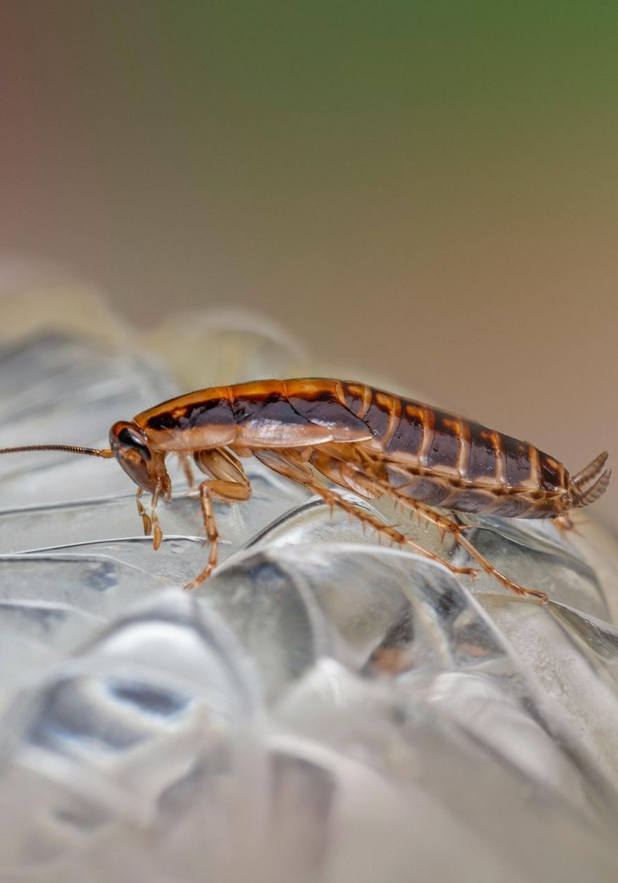 Accomplish Pest Control, Sacramento County CA, Sacramento CA, Rio Linda CA, Antelope CA, Citrus Heights CA, Carmichael CA, Arden-Arcade CA, Rancho Cordova CA, Wilton CA, Lemon Hill CA, Florin CA, Vineyard CA, Fair Oaks CA, Gold River CA, Orangevale CA, Folsom CA, Placer County CA, Roseville CA, Rocklin CA, Loomis CA, Auburn CA, Granite Bay CA, Pest Control service, Pest Control Near Me, Pest Control Company, Pest Control Company Near Me, Local Pest Control, Best Pest Control Service, Pet Safe Pest Services, Kid Safe Pest Services, Emergency Pest Control, Emergency Pest Control Near Me, Integrated Pest Management, Home Pest Control Service, General Pest Inspection, Residential Pest Control, Commercial Pest Control, Hotel Pest Control, Restaurant Pest Control, Office Pest Control, Ant Extermination, Ant Pest Control, Bed Bug Extermination, Bed Bug Pest Control, Bee Extermination, Bee Pest Control, Carpet Beetle Extermination, Carpet Beetle Pest Control, Cockroach Extermination, Cockroach Pest Control, Cricket Extermination, Cricket Pest Control, Flea & Mite Extermination, Flea & Mite Pest Control, Hornet & Wasp Extermination, Hornet & wasp Pest Control, Mosquito Extermination, Mosquito Pest Control, Rodent Extermination, Rodent Pest Control, Rat Extermination, Rat pest Control, Silverfish Extermination, Silverfish Pest Control, Spider Extermination, Spider Pest Control, Wasps, Water Bug Pest Control, Outside Roach Pest Control, Oriental Roach Pest Control, Turkestan Roach Pest Control, Monthly Pest Maintenance Plans, Bi-monthly Pest Maintenance Plans, Quarterly Pest Maintenance Plans, Yearly Pest Maintenance Plans