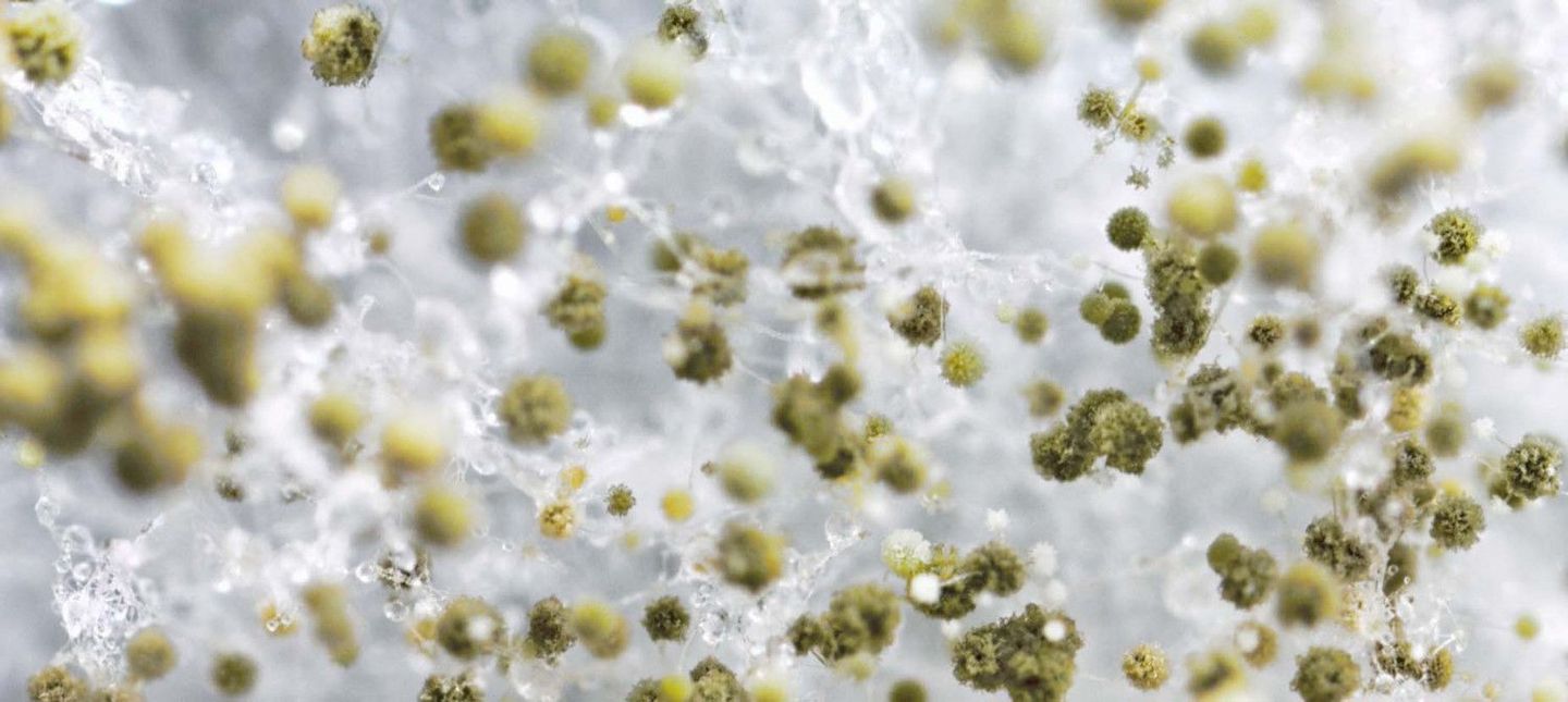 A close up of green mold growing on a white surface.