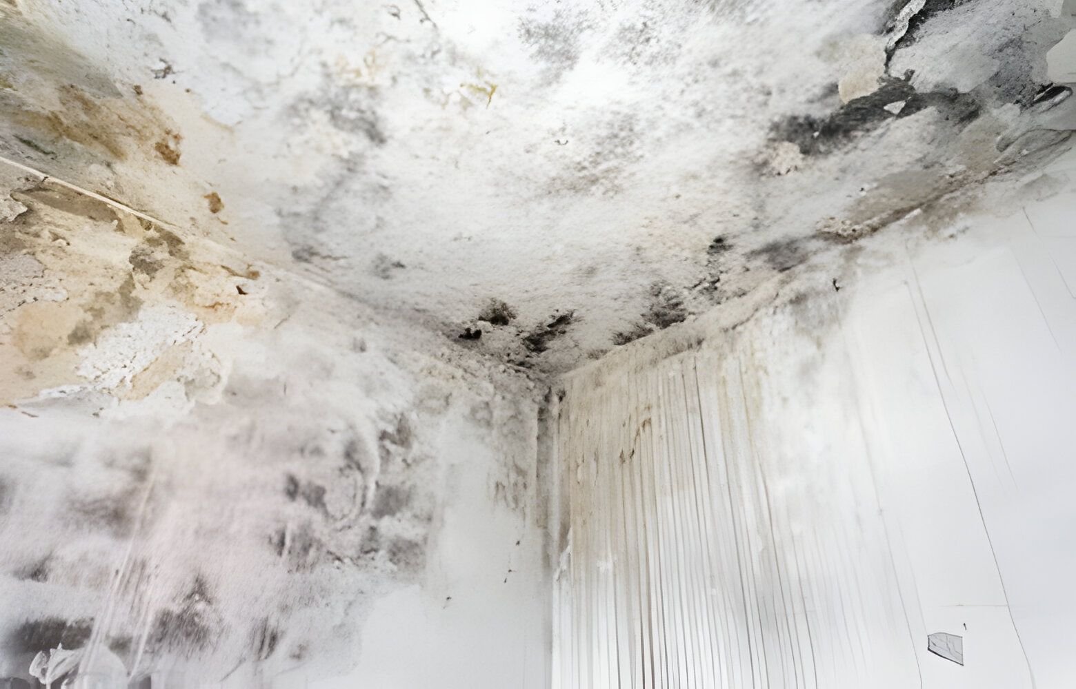 A corner of a room with mold on the walls and ceiling.