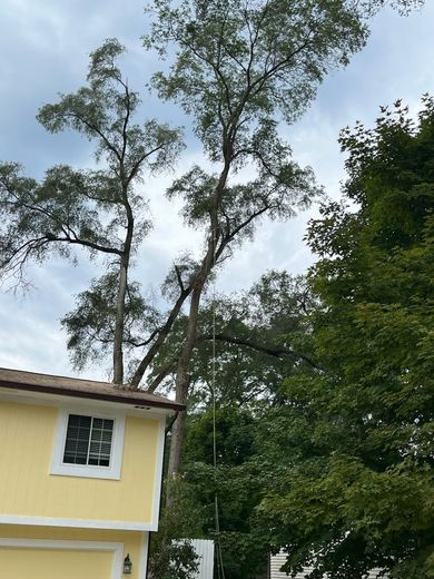 A yellow house with a tree in front of it