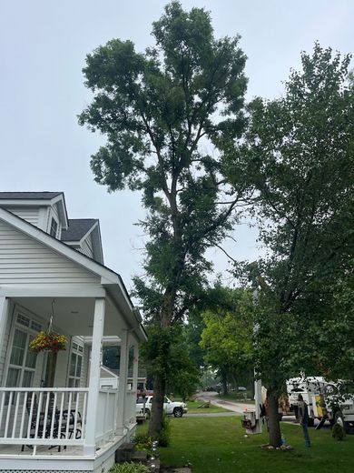 A white house with a large tree in front of it.