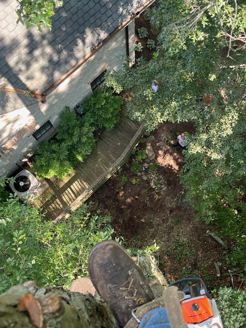 A person is standing in a tree with a chainsaw in front of a house.