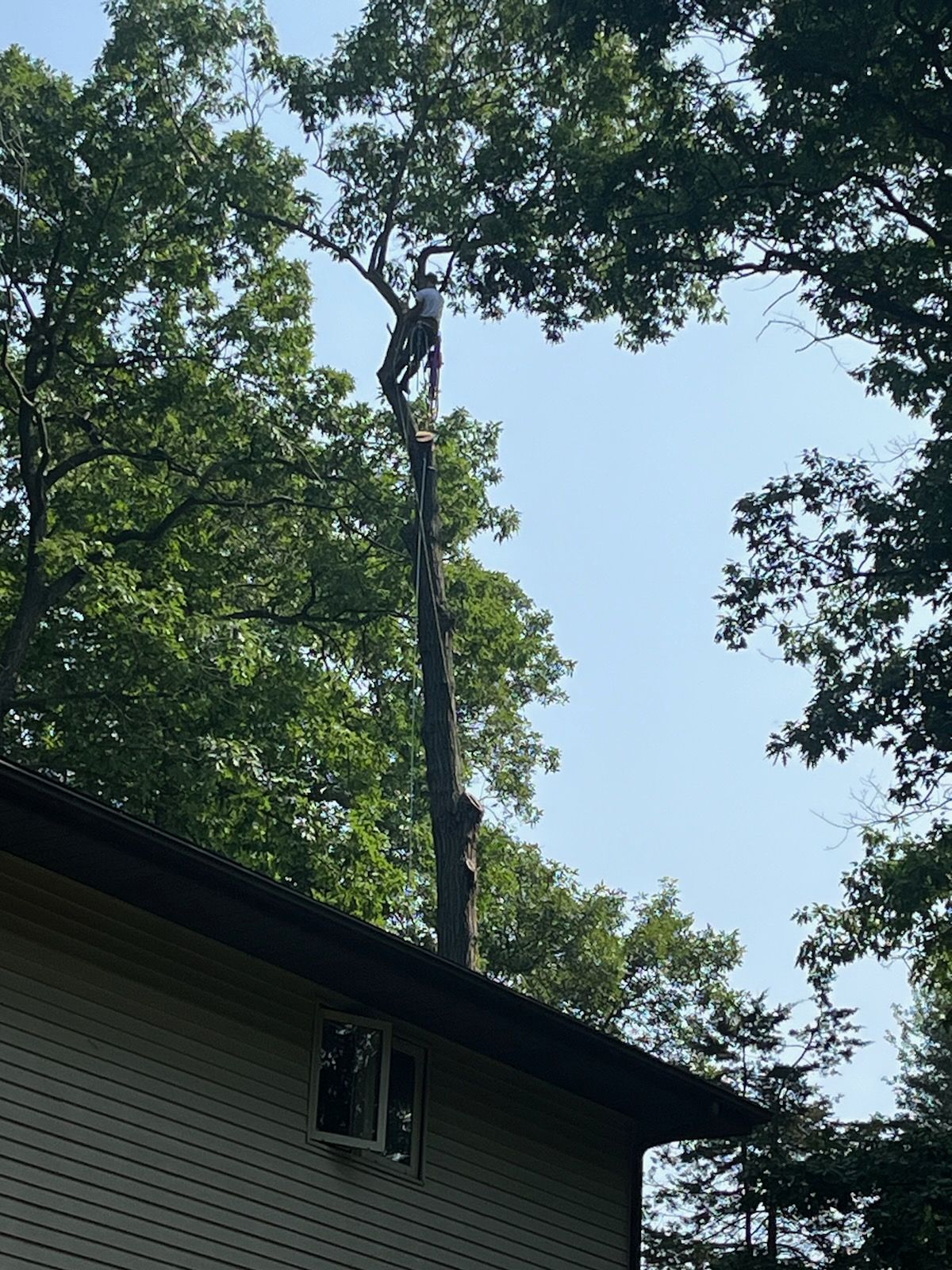 A man is climbing a tree in front of a house