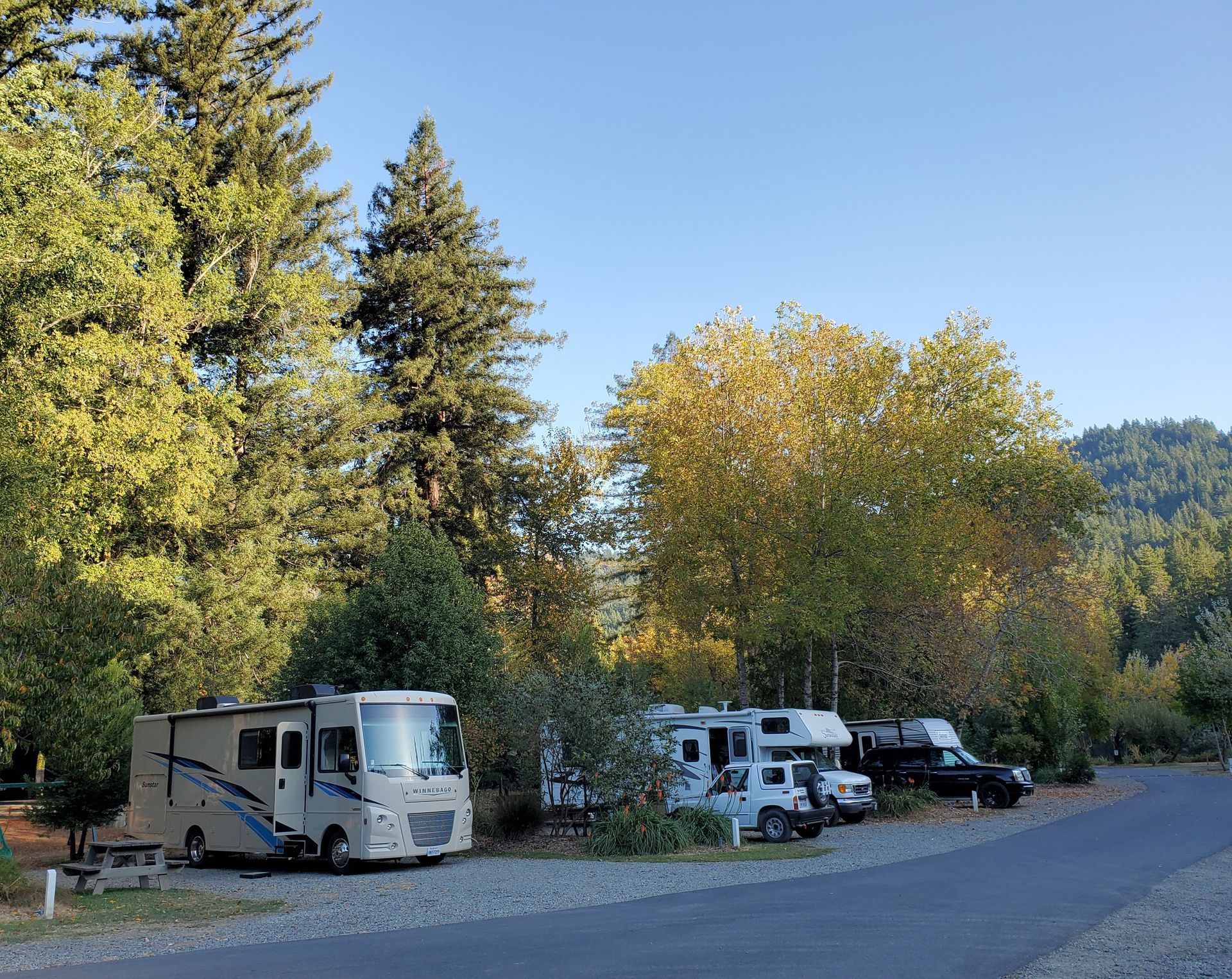 Recreational vehicles parked on a gravel site surrounded by tall, sunlit trees under a clear blue sky.