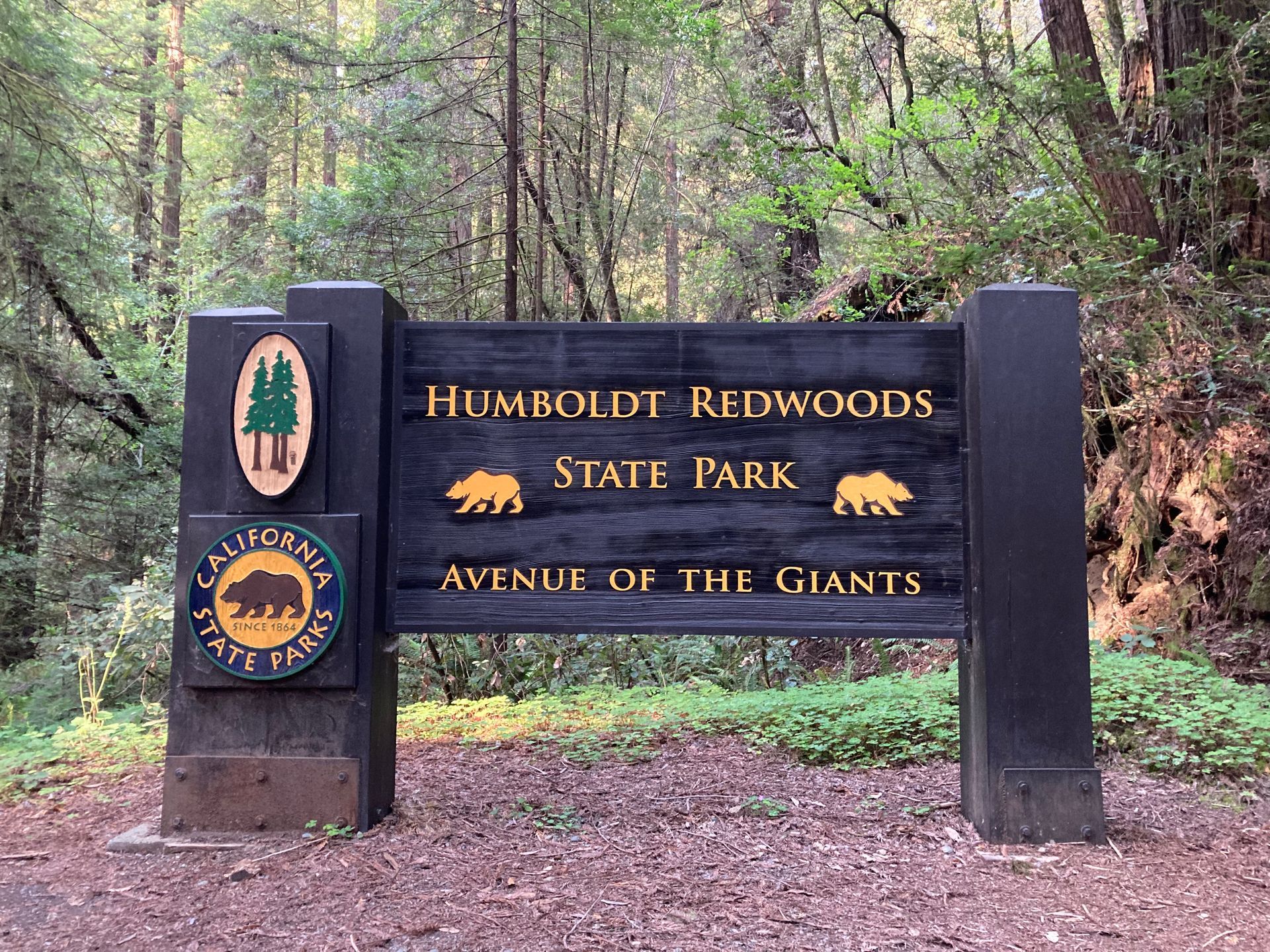 Sunlight streams through the tall trees of a lush redwood forest, illuminating vibrant green ferns on the forest floor.