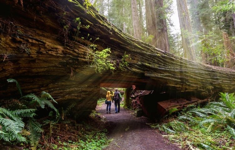 Two people walk along a path under a massive fallen redwood tree in a lush, sunlit forest.