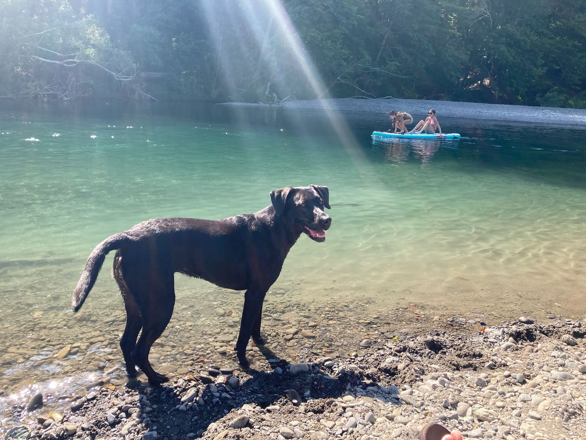 A black dog stands on a pebble beach by a sunlit, clear river with people floating on a raft in the background.