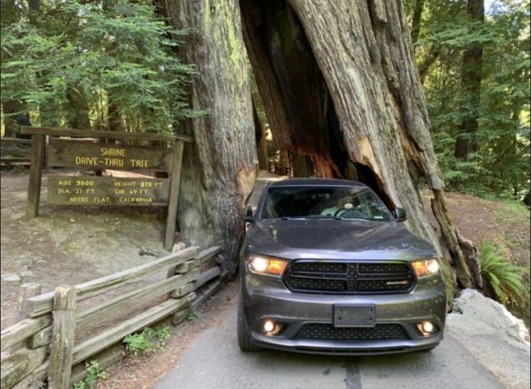 A path leads through a large, hollowed-out redwood tree next to a wooden sign in a forest setting.