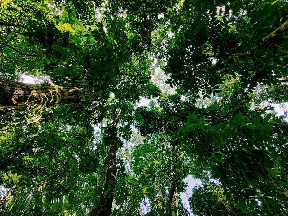 Low-angle view looking up into a lush, green forest canopy with tall tree trunks reaching toward the sky.