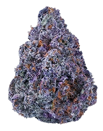 A single, dense cannabis bud with deep purple tones and scattered orange pistils against a white background.