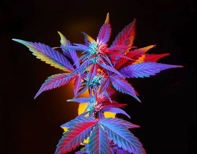 A cannabis plant with leaves and buds in vibrant neon purple, blue, and red against a dark background with a yellow glow.