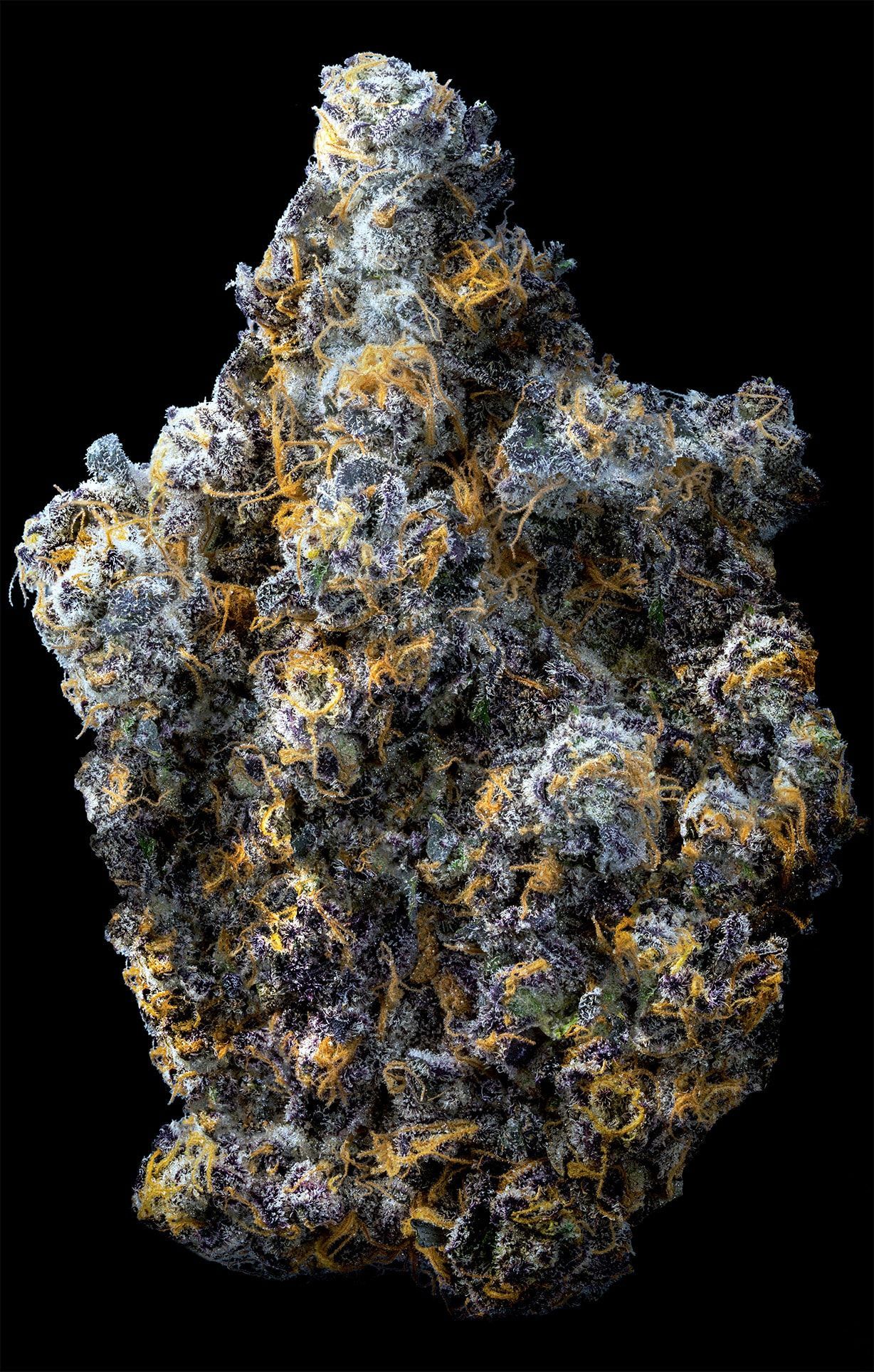 A close-up of a dense, dark purple cannabis flower bud covered in frosty trichomes and bright orange pistils.