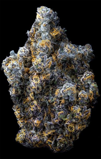A close-up of a dense, dark purple cannabis flower bud covered in frosty trichomes and bright orange pistils.