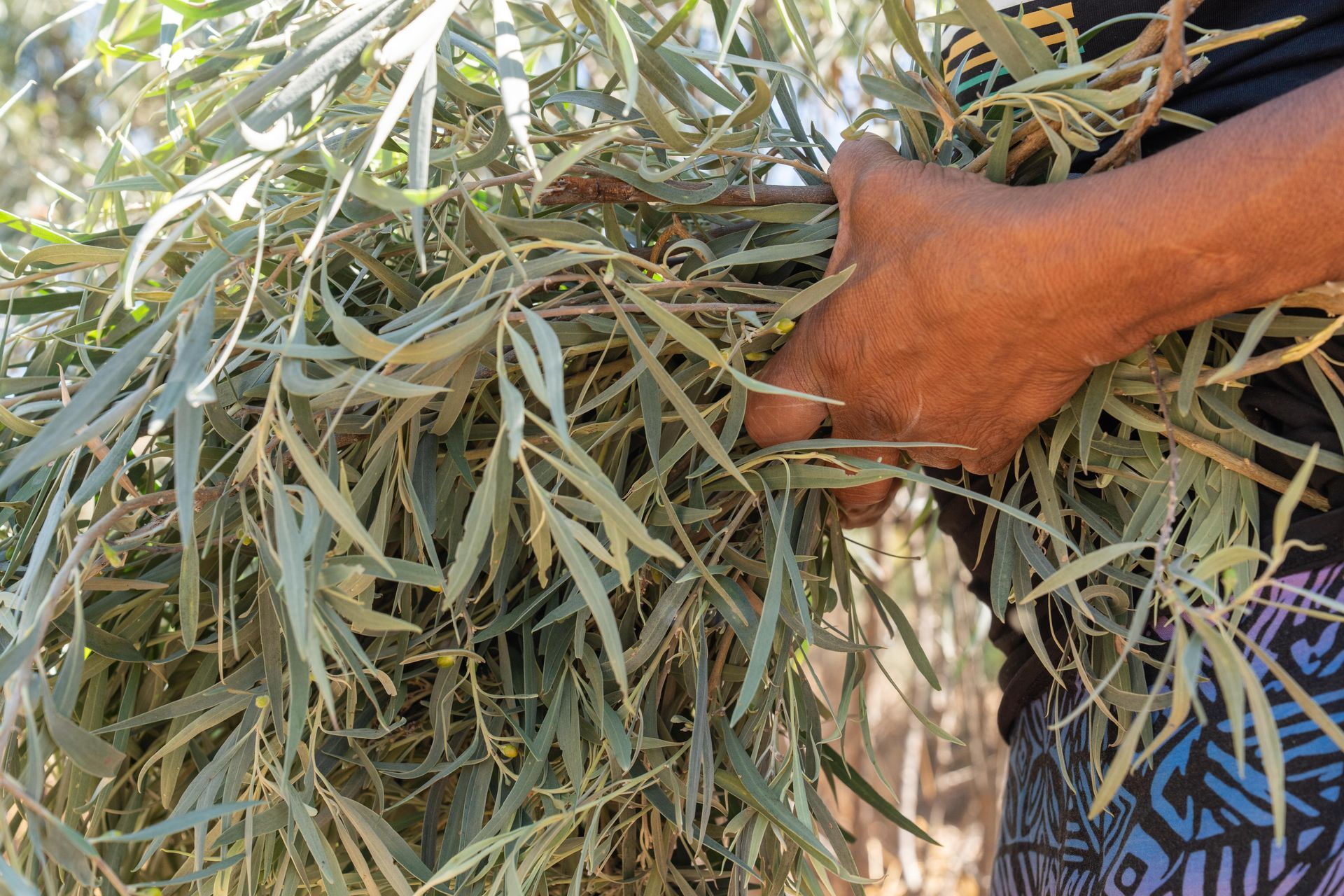 A person is holding a bunch of leaves in their hands.