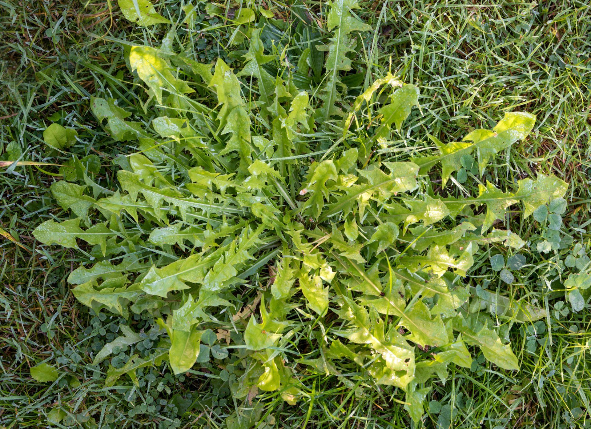 Weed Eating in Albemarle, NC | R & S Landscaping