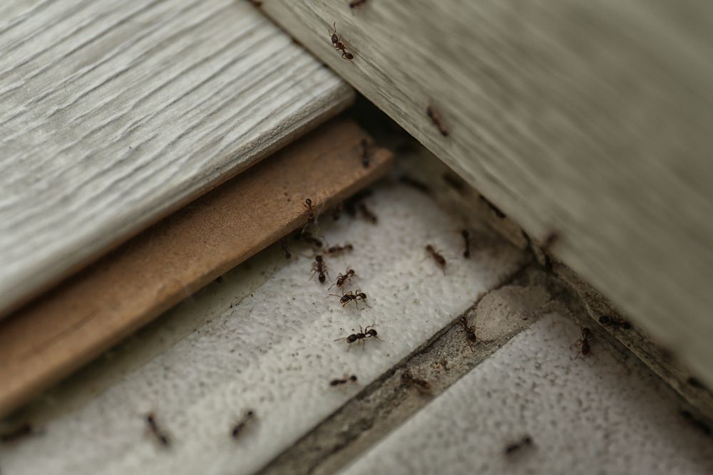 eliminate odorous house ants