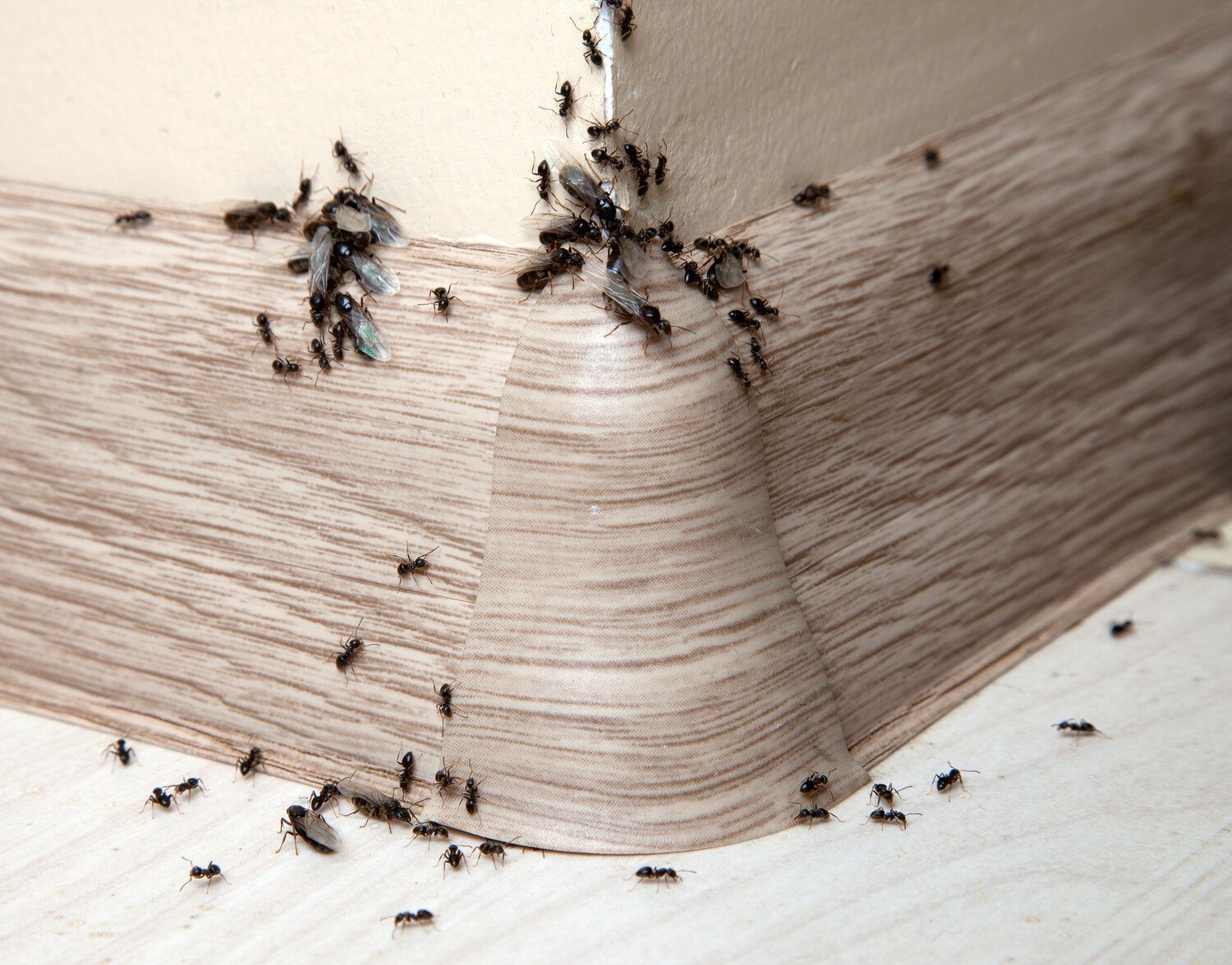 ant control and extermination in kirkland wa