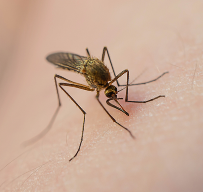mosquito control services in Redmond WA