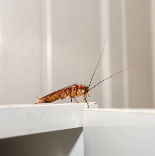 can pest control get rid of roaches