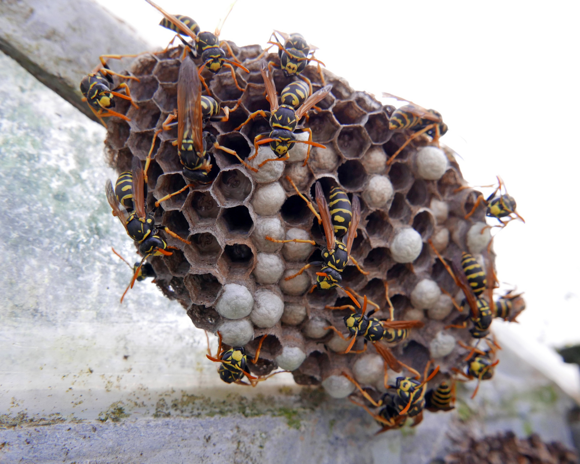 wasp & hornet control in redmond wa