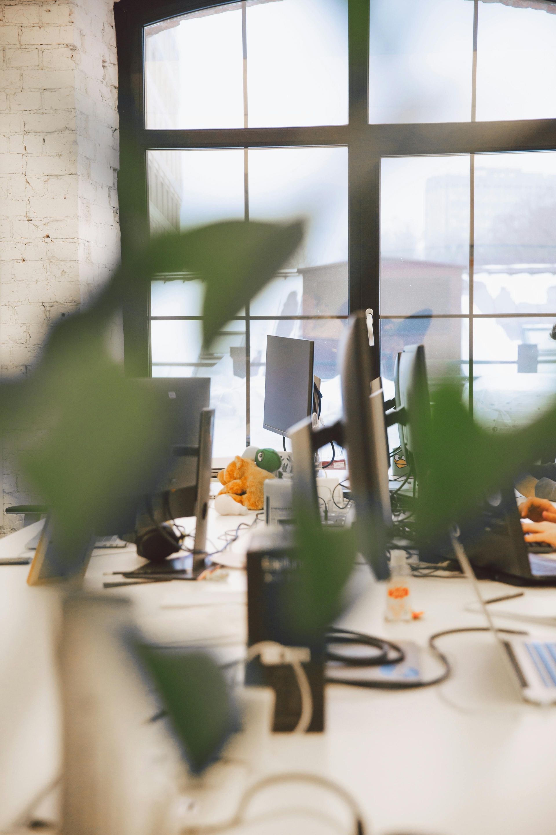 Modern office desk with computers, plants, and sunlight through a large window