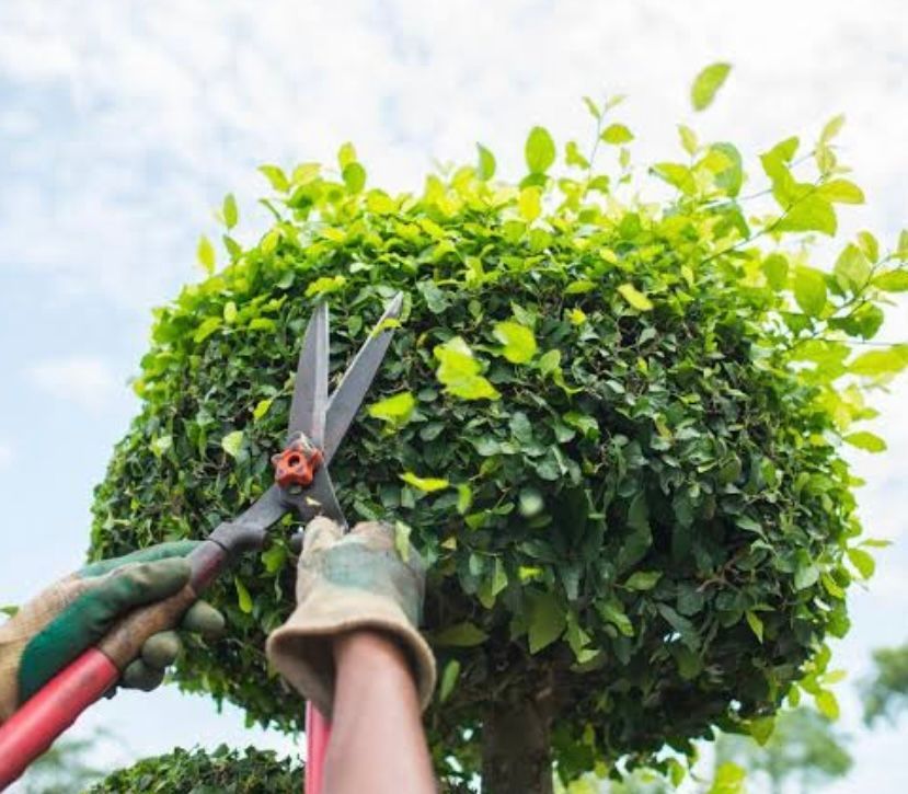 showing How to trim a bush