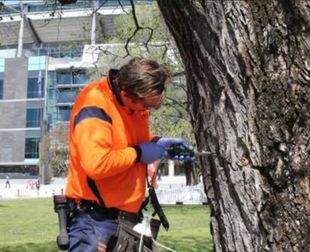 Guy saving Tree