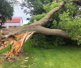 Emergency Tree Removal Job