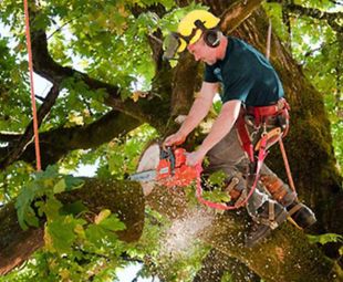 Experts Pruning Trees