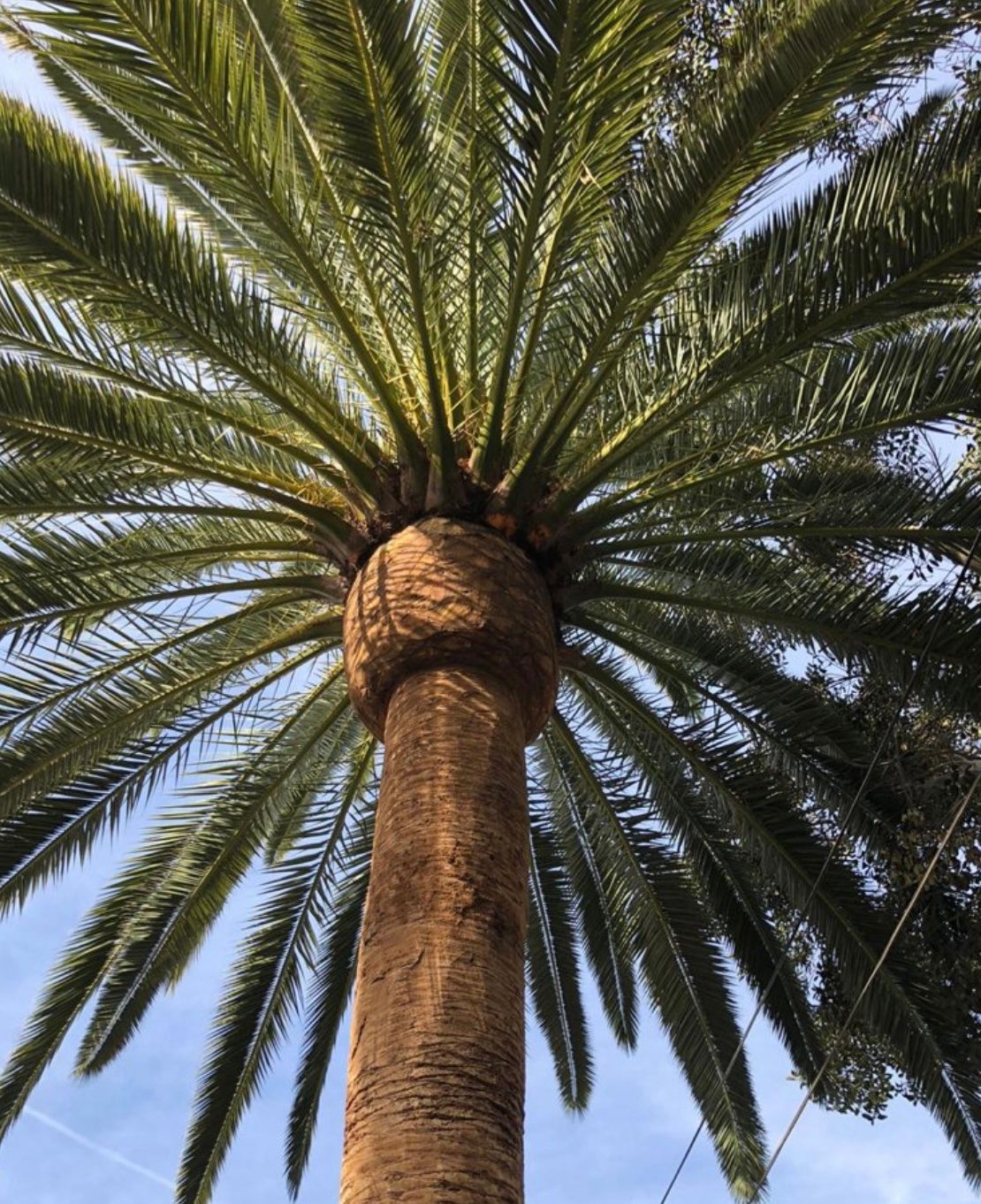 Skinned Palm Tree