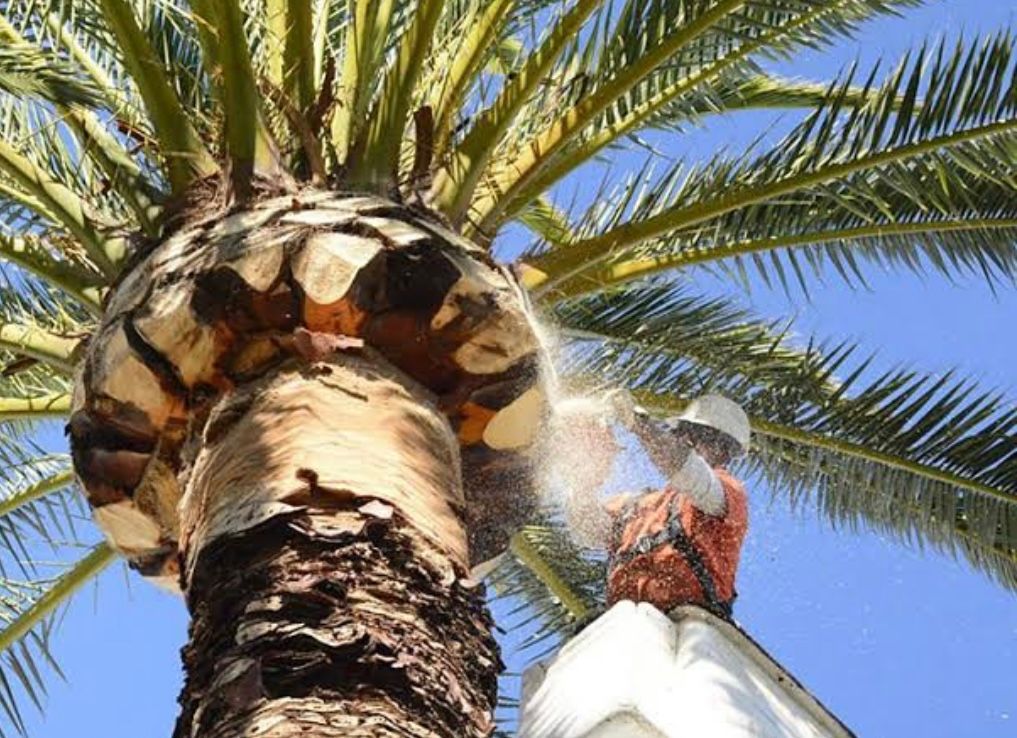 Tools for trimming palm trees
