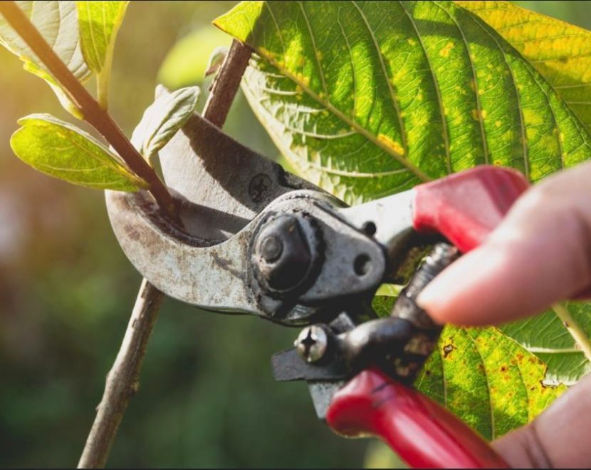 How to prune bushes, how to prune shrubs, and how to prune trees