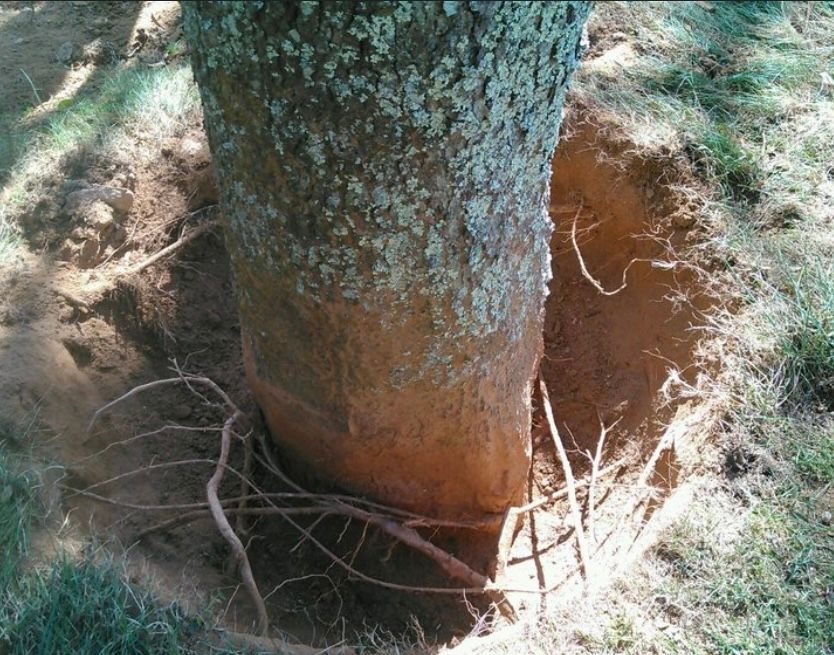 Tree trunk buried to deep