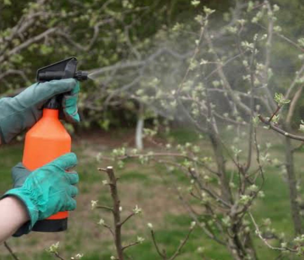 Spraying young tree for diseases
