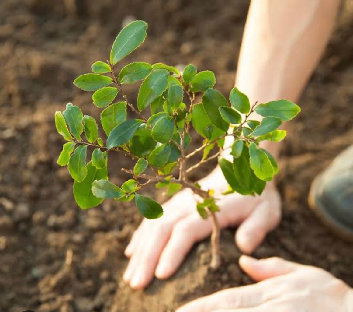 planting tree in Merced