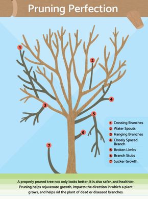 Tree Pruning Description